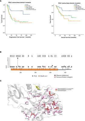Characterization of hotspot exonuclease domain mutations in the DNA polymerase ϵ gene in endometrial cancer